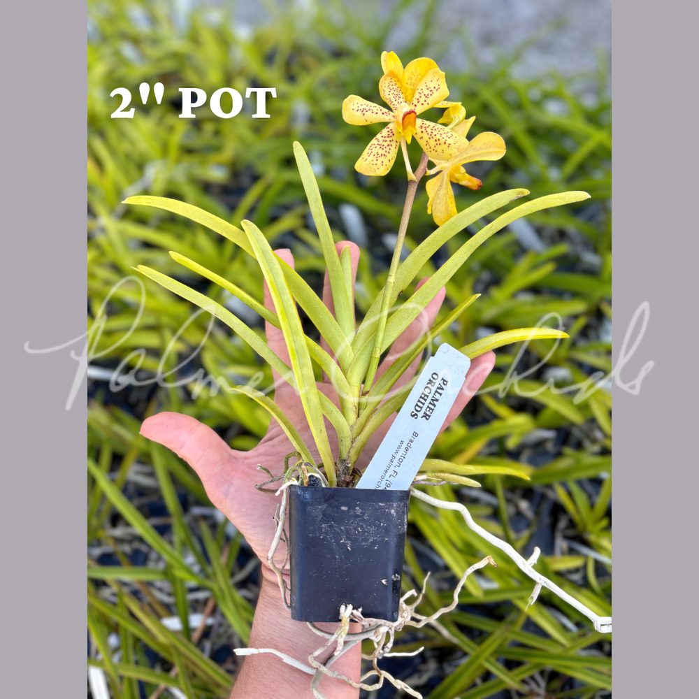 Aranda Jasso's Pride — Palmer Orchids